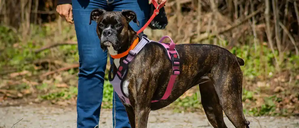 train-led-dog-harness-1