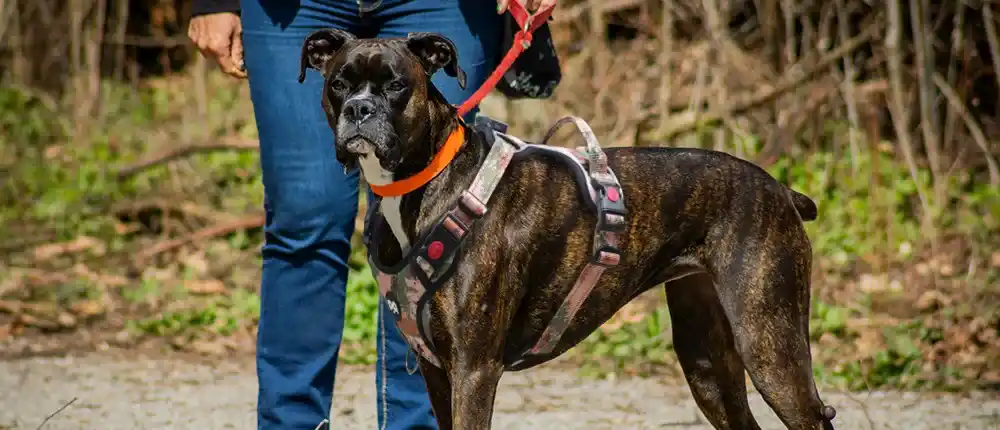 train-led-dog-harness-1