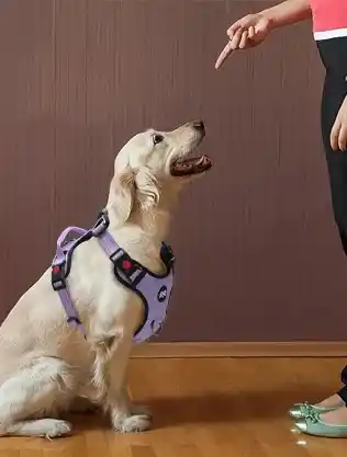 train-led-dog-harness