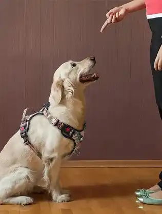 train-led-dog-harness