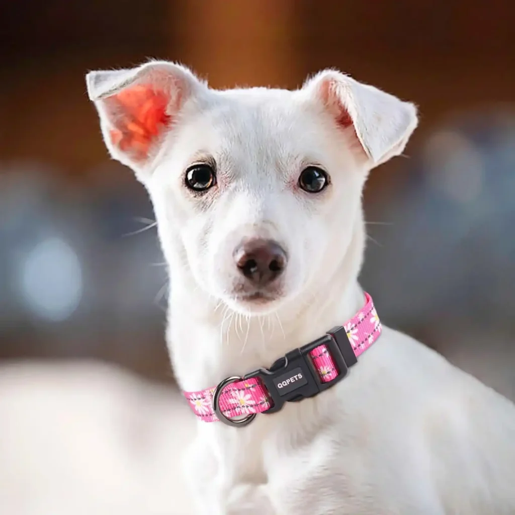 Set de collar y correa reflectantes para perros