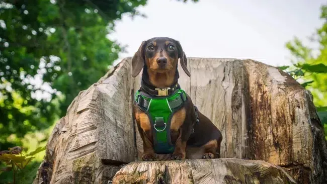 How Long Can a Dog Be in a Harness