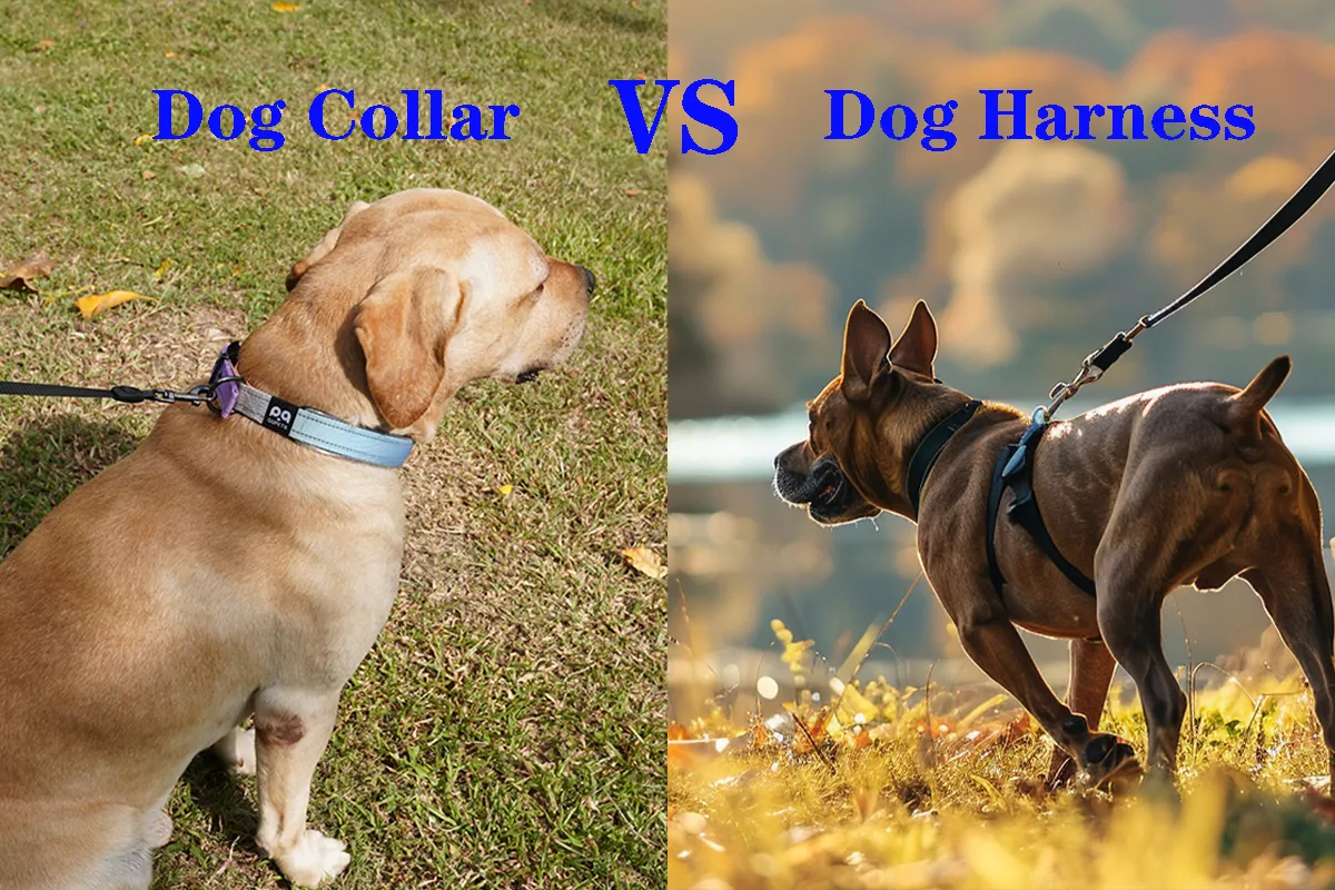 dog-harness-vs-dog-collar