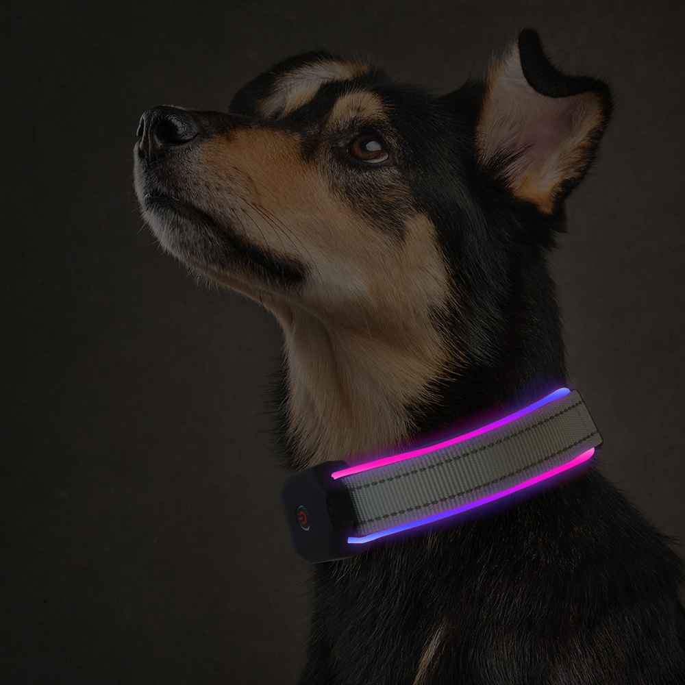 coleira de led para cães11