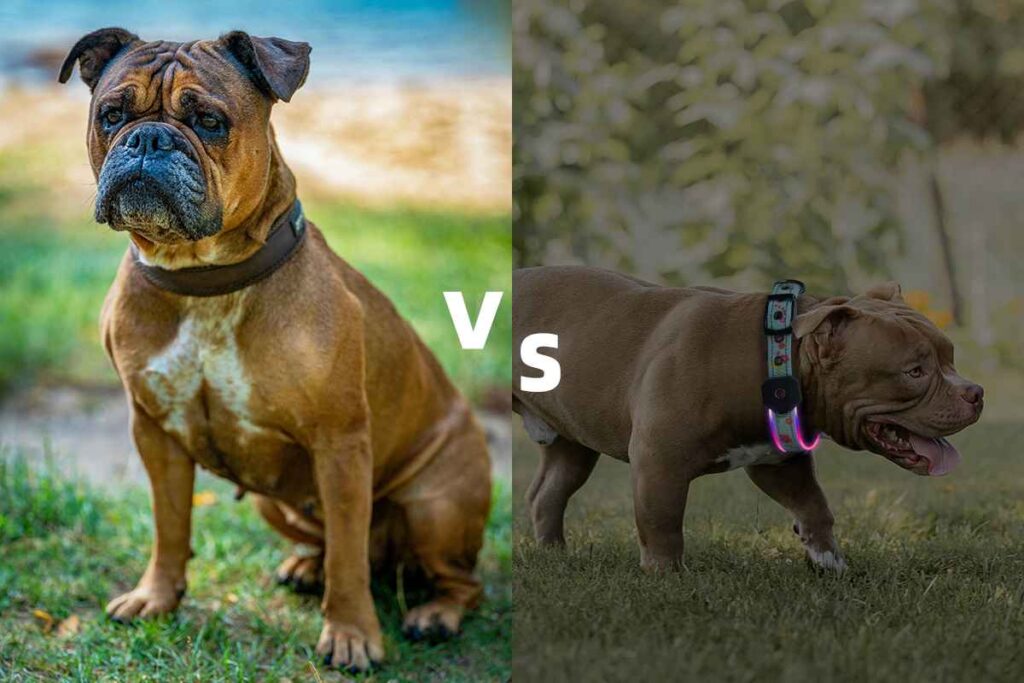 led-dog-collar19