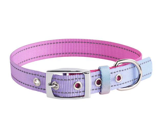 A dog happily wearing a custom-designed collar and matching leash set.