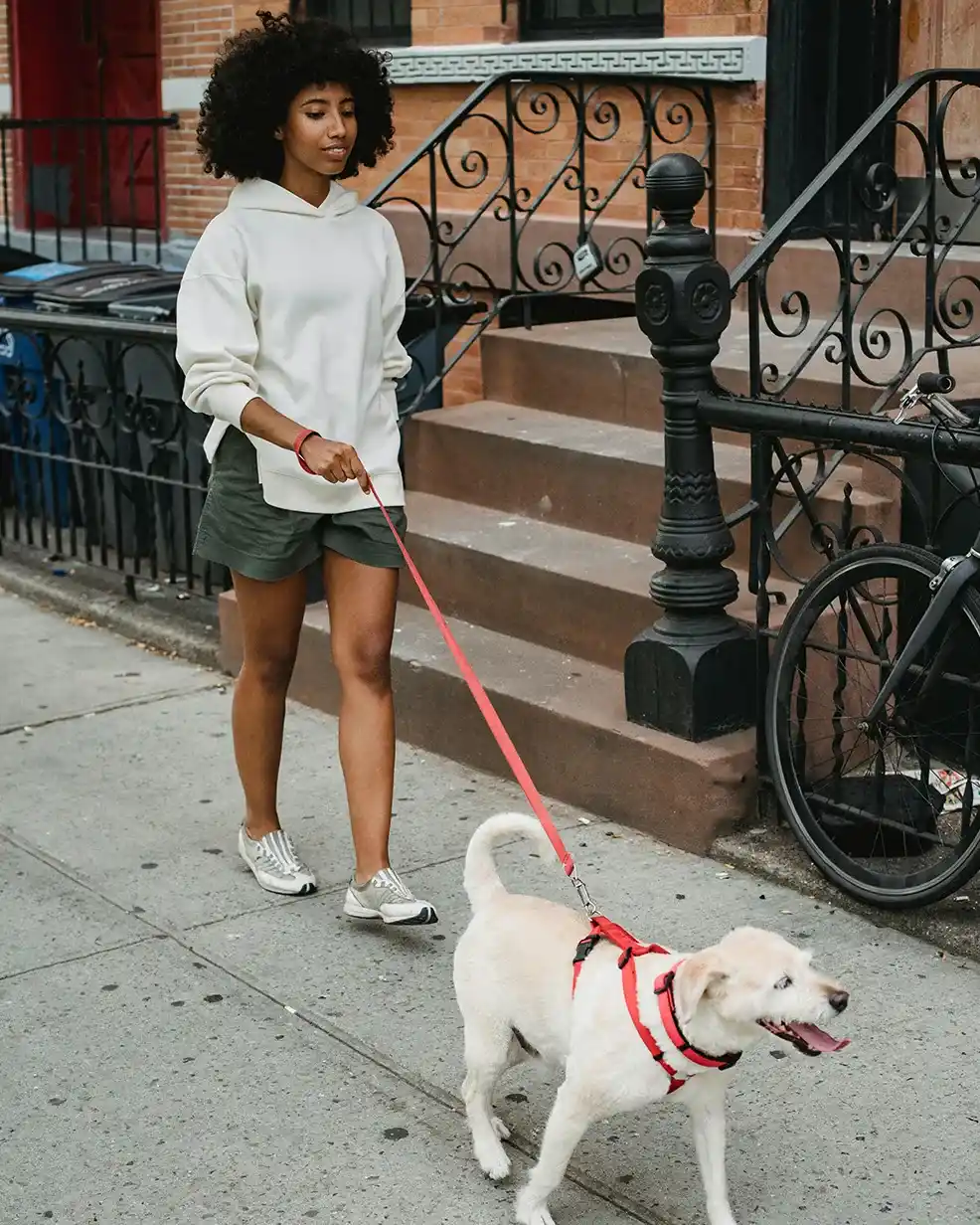 A diagram showing the different innovative features of a modern dog leash