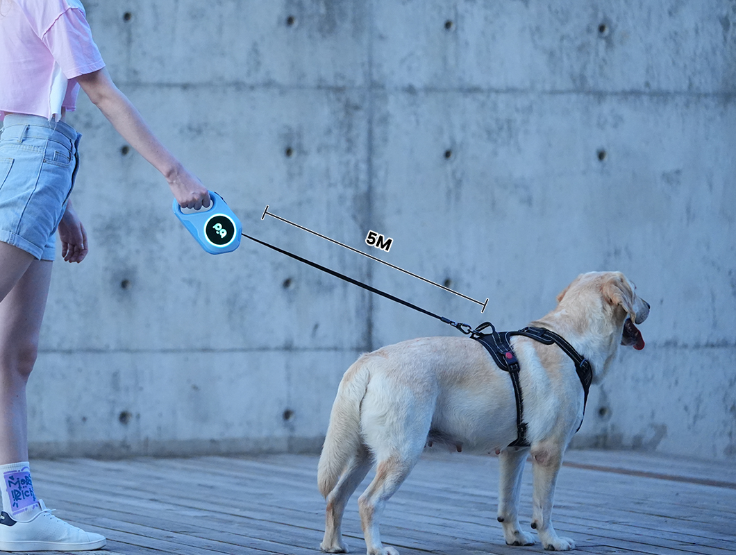 A dog wearing a bright, glowing LED leash for nighttime visibility and safety.