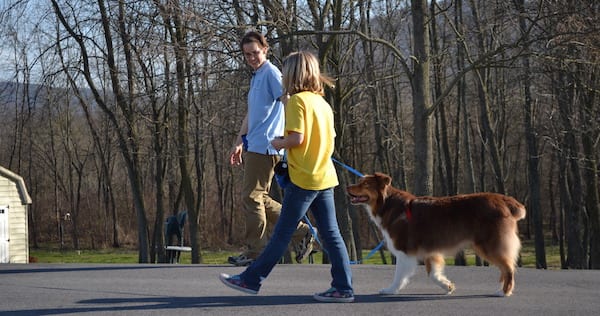 Is it OK to walk a dog on a harness