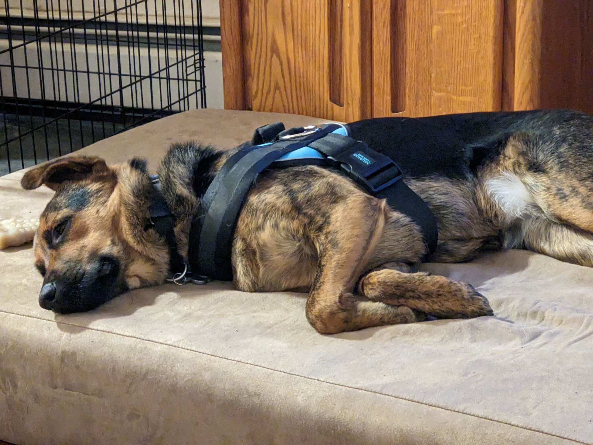 Should Dogs Sleep with Their Harness On