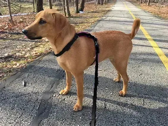 O que devo fazer se meu cão odeia o peitoral?