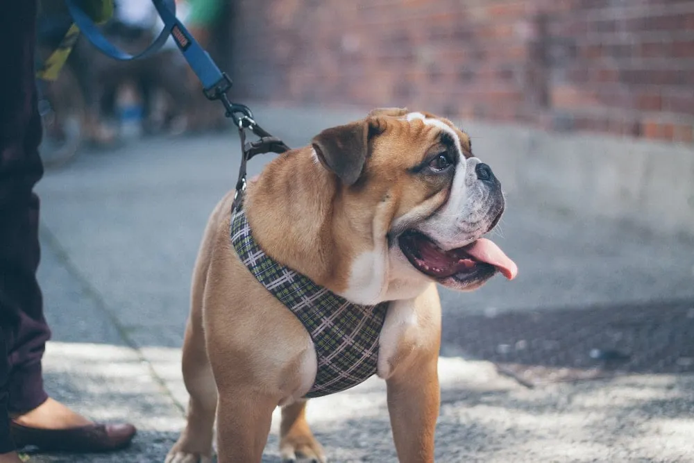 brown-and-white-dog-wearing-a-harness