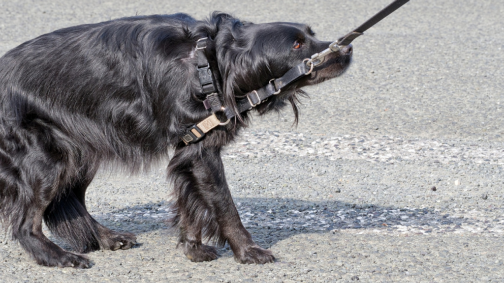 os cães têm medo da coleira