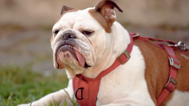 câine-ură-harness