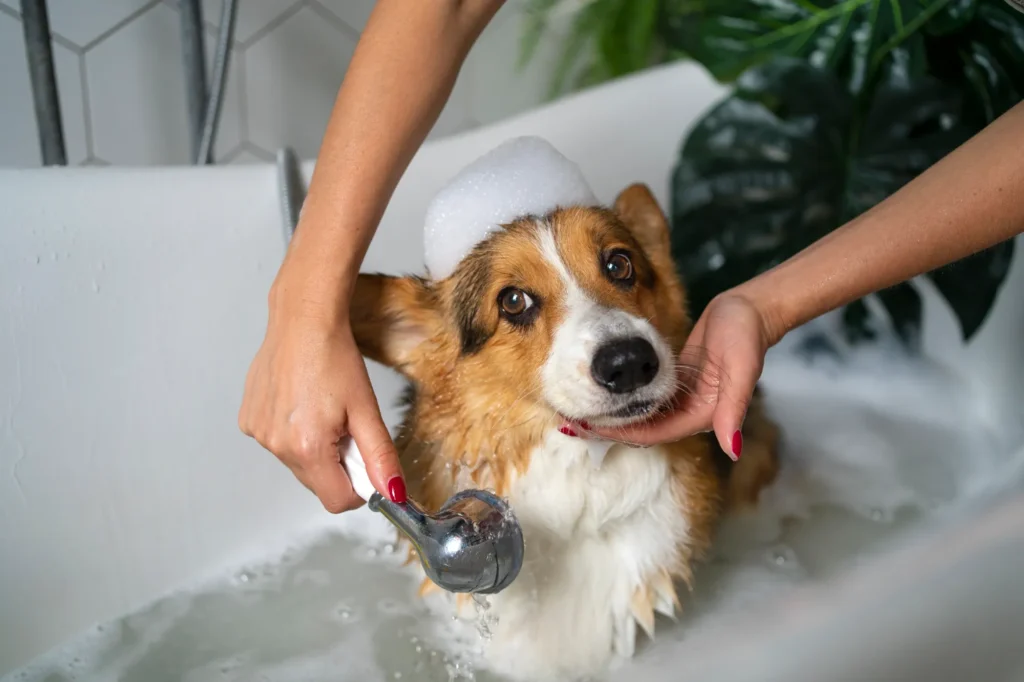 washing-pet-dog-home