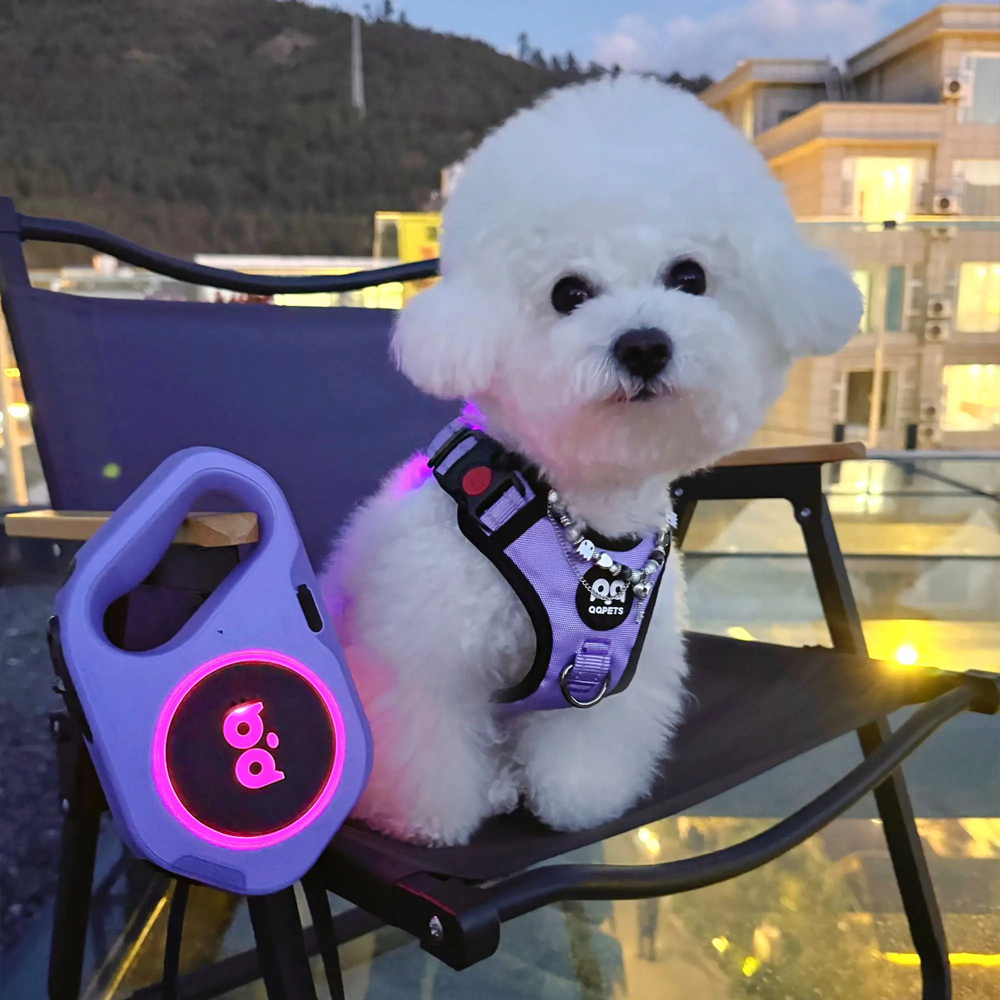 A dog wearing a stylish, custom-patterned collar looks happily at the camera.