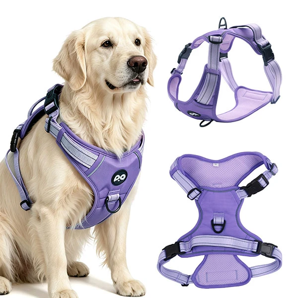 A dog wearing a complete custom-designed harness set, showing the potential for product line expansion.